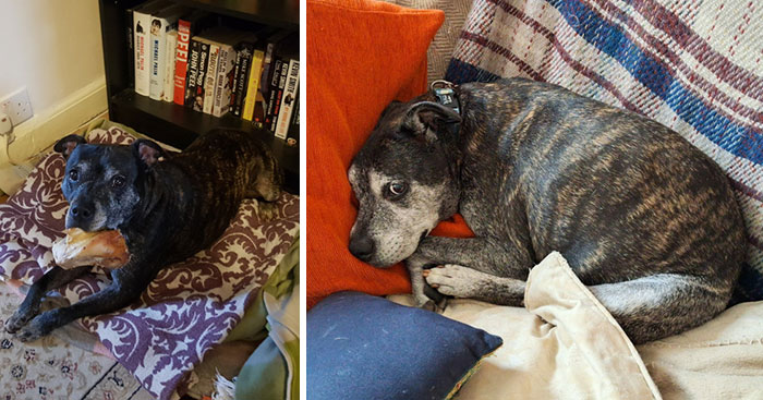 Lola the 3-Legged Staffy: Still Missed, Always Loved