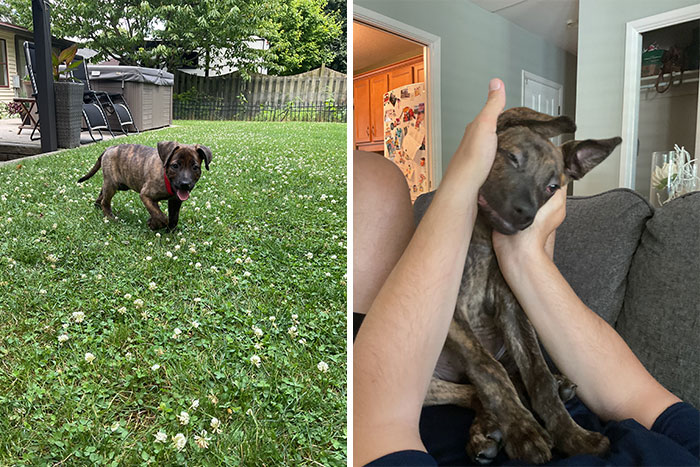 Chopper: From Furball to Cool Cat in No Time Flat