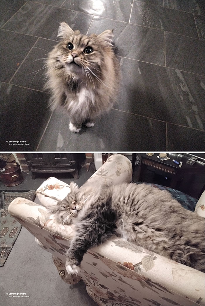 A Little Sleepy: The Eternal Nap Champion