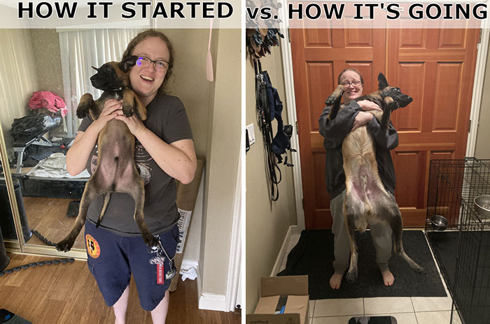 Belgian Malinois Fenring: From Baby to 65 Pounds of Awesome