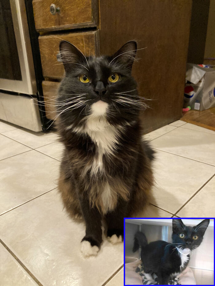 Preacher, The Tuxedo Overlord: From Shelter Shadow to Floofy Royalty