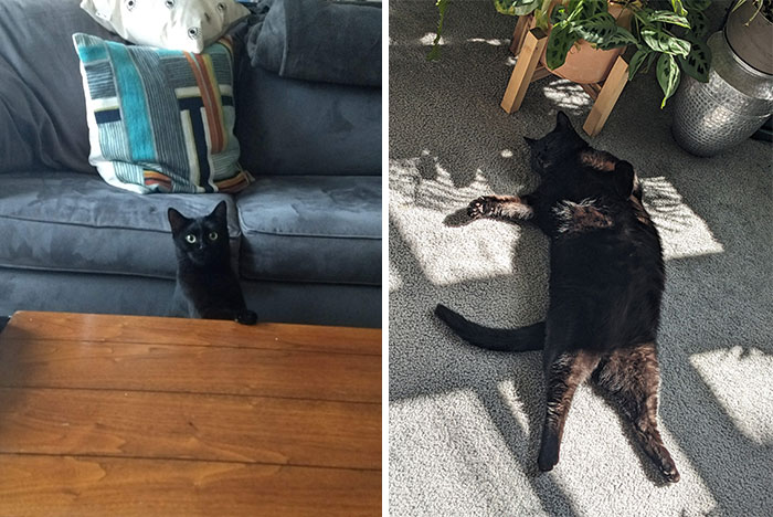 Ms. Kit’n: Small Kitten Turns Sunbathing Pro