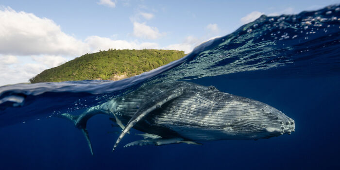 "The Whales Welcome" - Tonga’s Splashy Greeting
