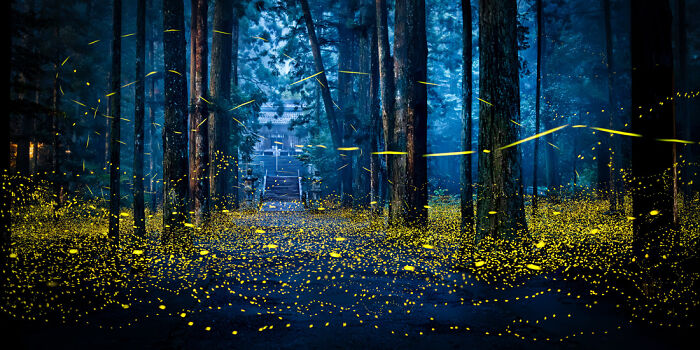 "Dancing Fireflies" - Japan’s Nighttime Sparkle