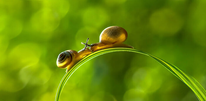 "Snail Kiss" - Sweet Moments in Hong Kong