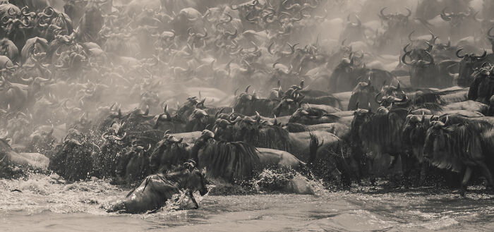 "Wildebeest Migration" - Kenya’s Epic Animal Parade