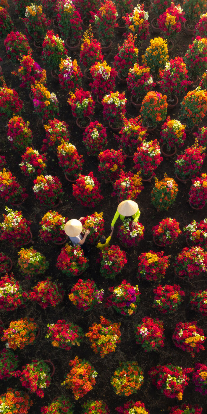 "Cultivating Bougainvillea" - Vietnam’s Flower Power