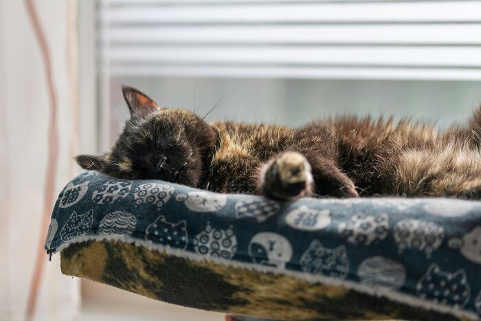 Pets Being Total Drama Queens: Who's the Biggest Diva?