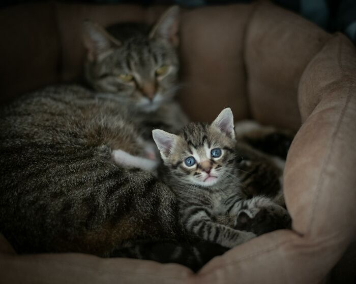 Pets Being Total Drama Queens: Who's the Biggest Diva?