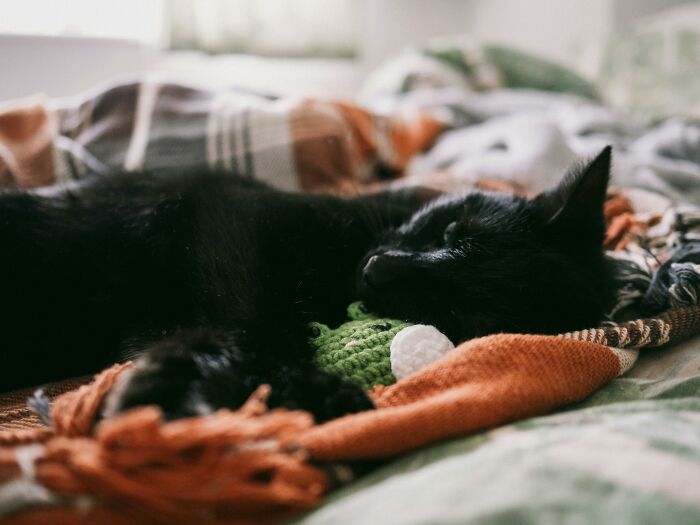 Pets Being Total Drama Queens: Who's the Biggest Diva?