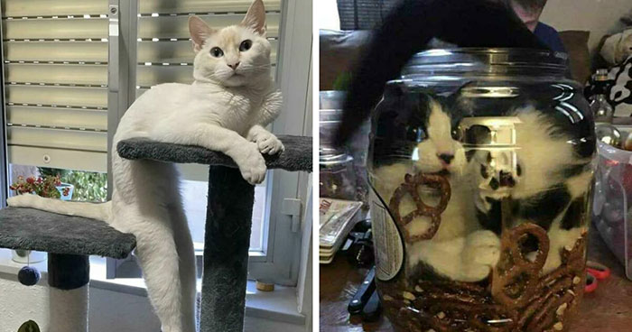 Wait, Cats Are Liquid?! See These Furry Shape-shifters Melt Into Weird Spots