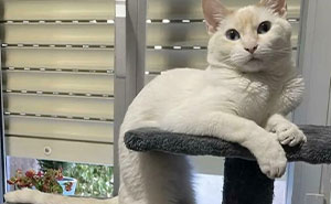 Wait, Cats Are Liquid?! See These Furry Shape-shifters Melt Into Weird Spots