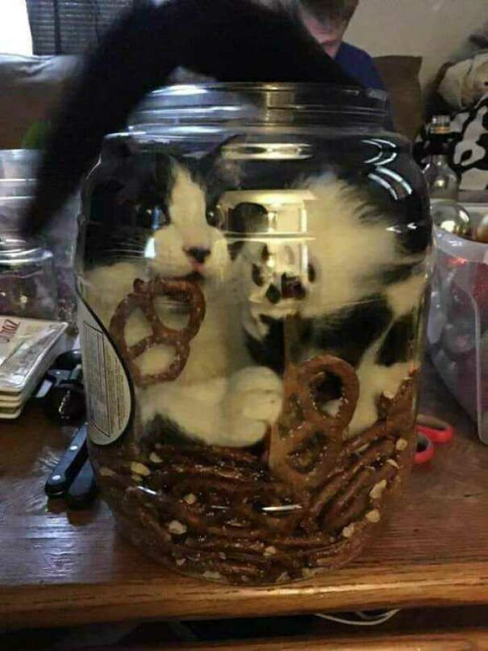 Pretzels Sink When Dropped Into A Jar Of Cat (Weird Science)