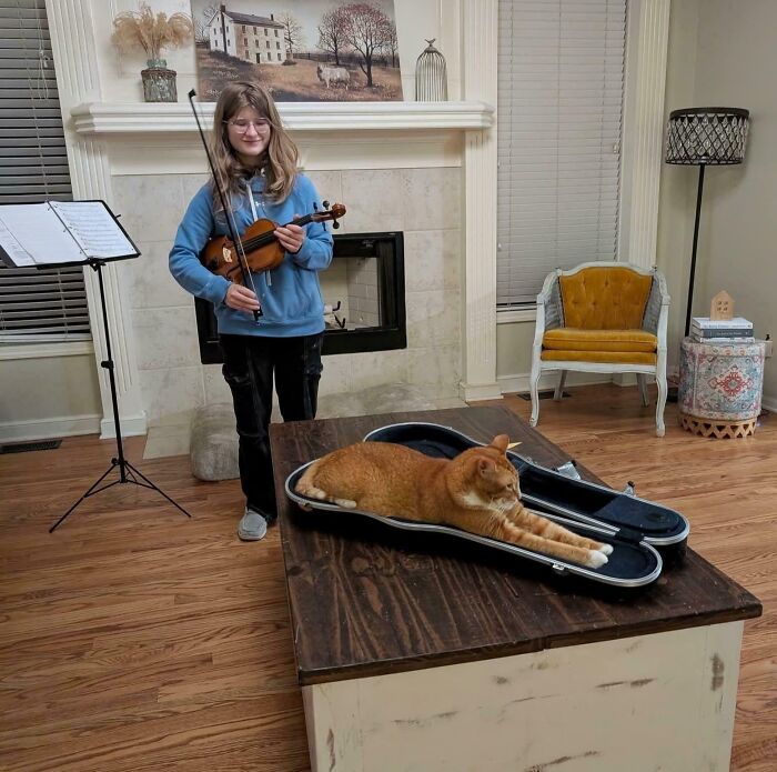 Cat Fits Just Right In This Violin Case (Yes, Really)