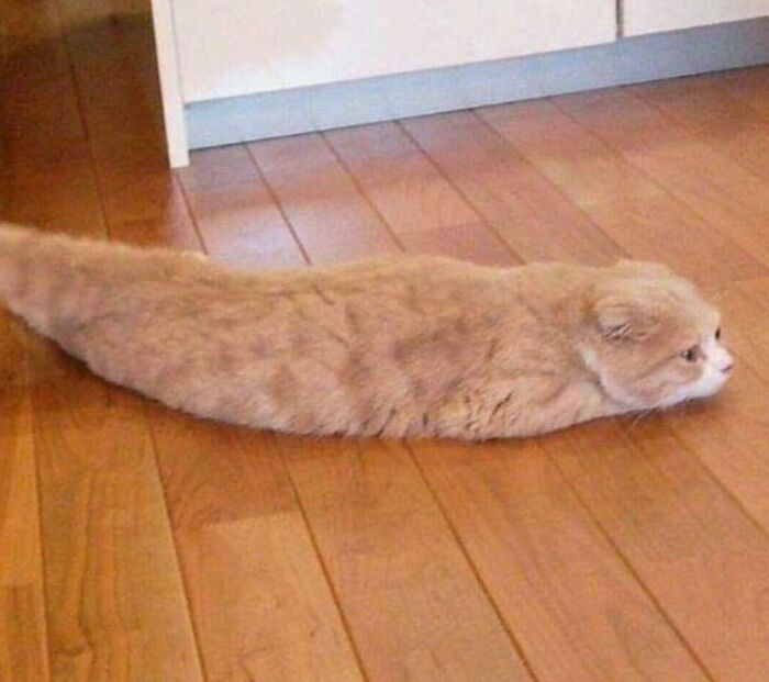 Cat Or Slug? You Decide.