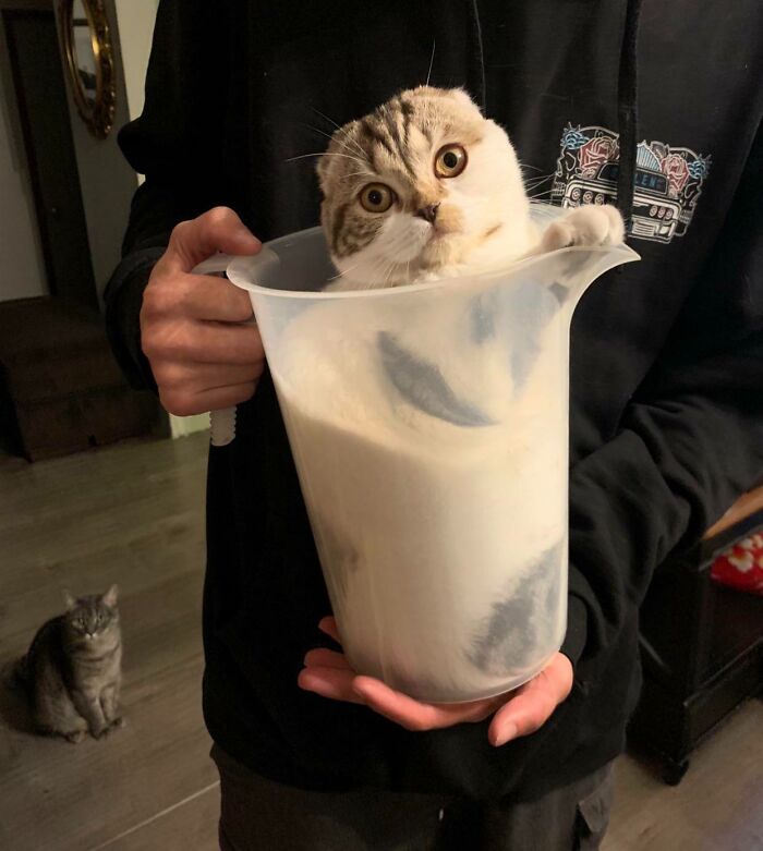 Meet Basil, The One-Gallon Cat (Yep, Measured It)