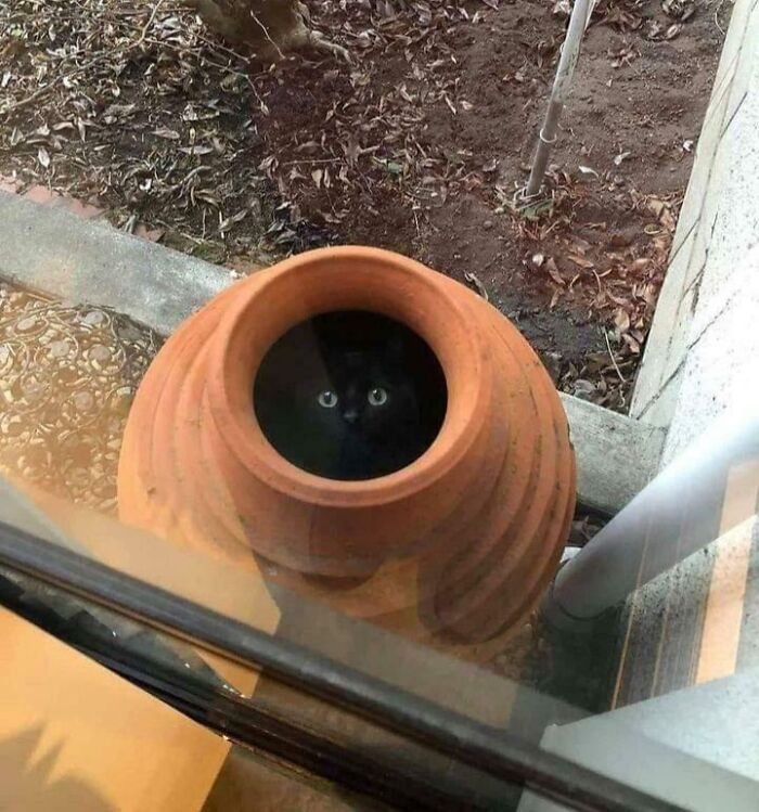 Magic Void Where Liquid Cat Is Stored