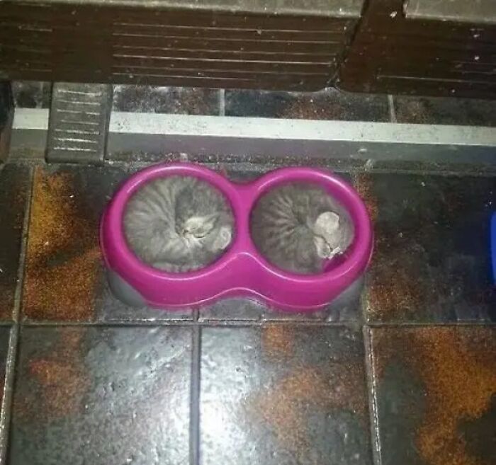 The Cat Water Bowl Just Got Filled...With Cat