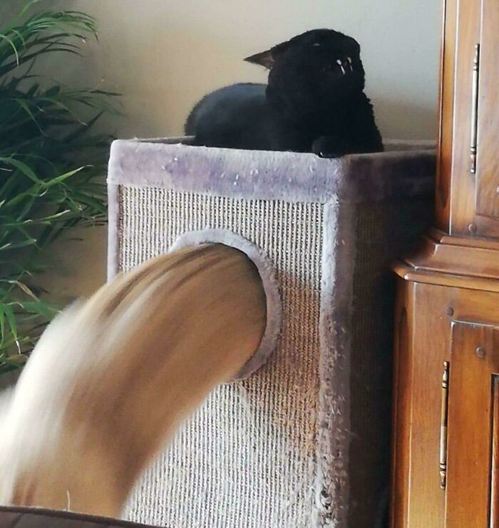 Dam Broke... And So Did The Cat