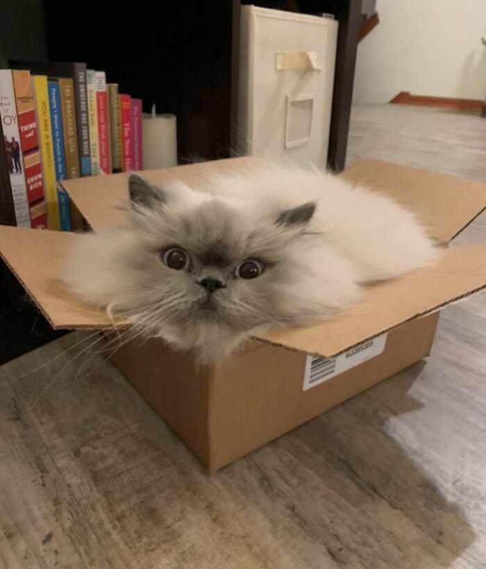 Liquid Yeti Squeezing Into A Small Box