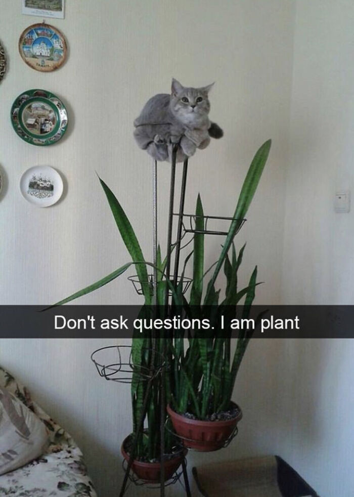 I Am Plant (And Also A Cat)