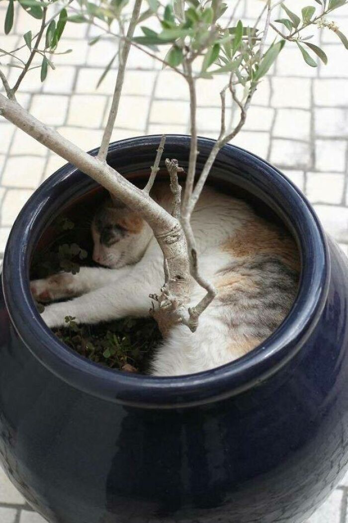 Always Water Your Plants... And Maybe Your Cat Too