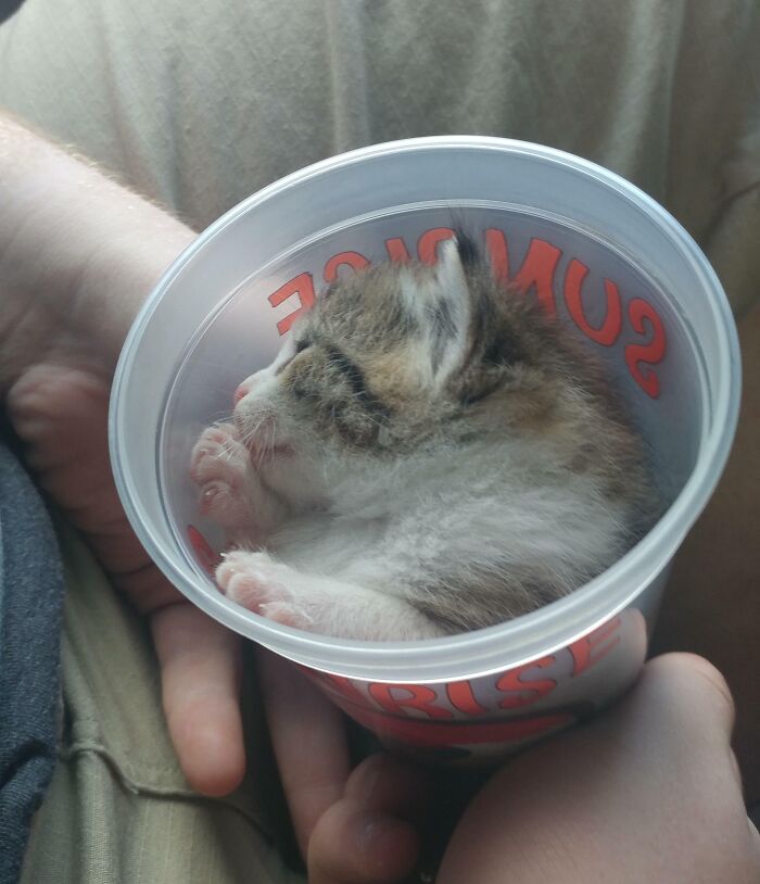 This Meowing Didn’t Stop Until The Cat Got In The Cup