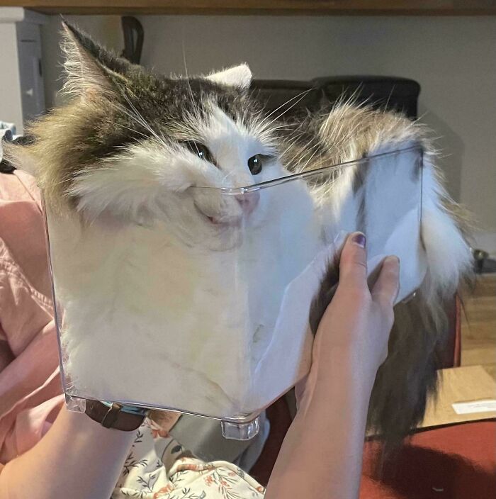 Tough Economy? Time To Liquidate My Cat Assets