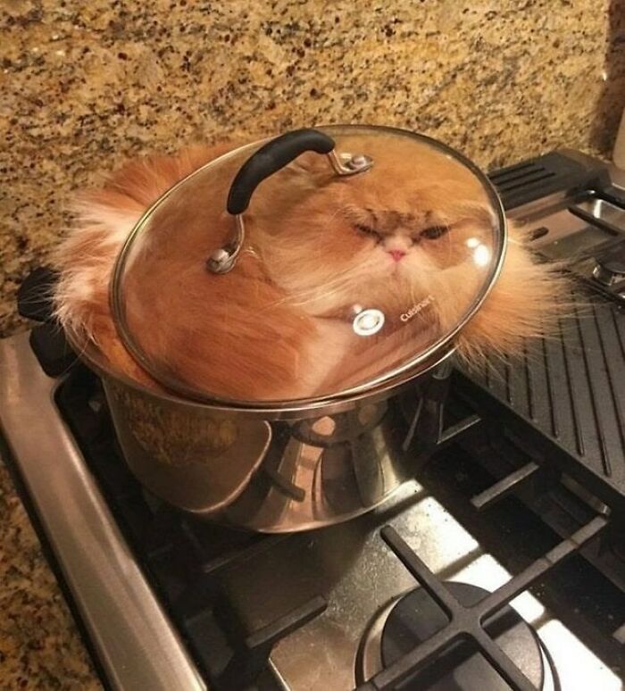 Proof That Cats Are Actually Liquid