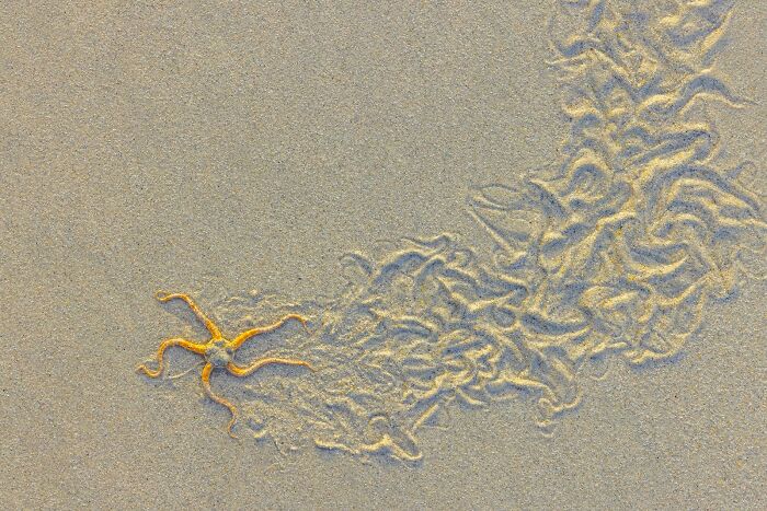 Sand Art Story: The Brittle Star’s Last Dance