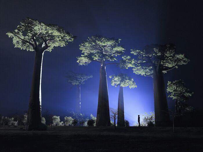 Madagascar’s Baobabs After Dark