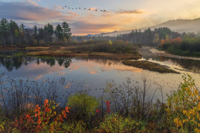 Morning Geese Strike at Campton Pond