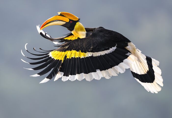 Youth Star: Flying Great Hornbill