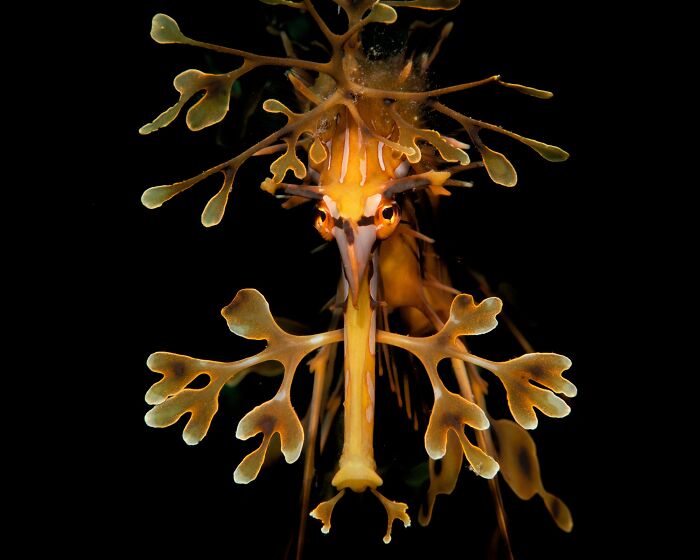 Underwater Elegance: Leafy Sea Dragon