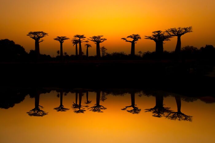 Symmetry Goals: Baobab Avenue Mirror Shot
