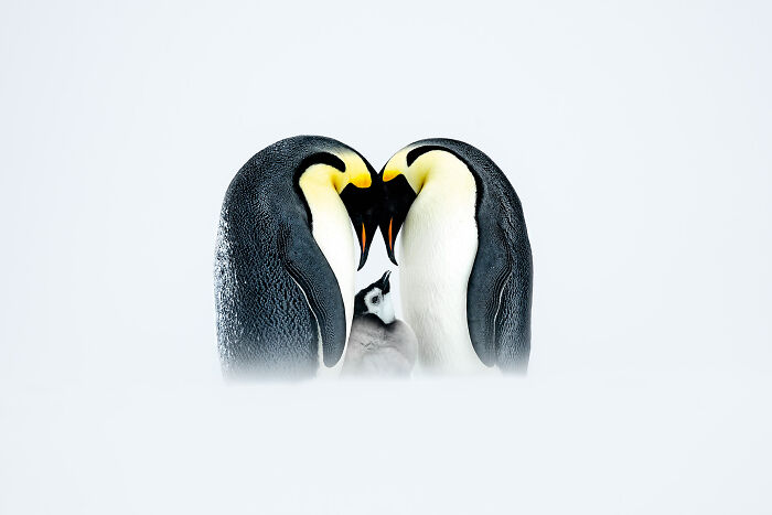 Gold Medal Winner: Emperor Penguin Family Warmth