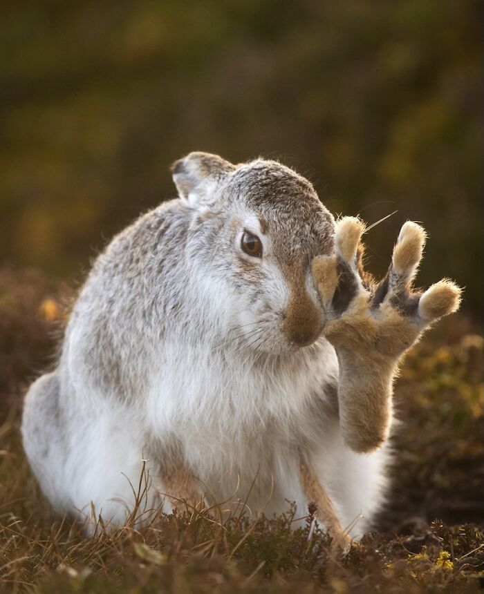 Mountain Hare’s Chill Salute