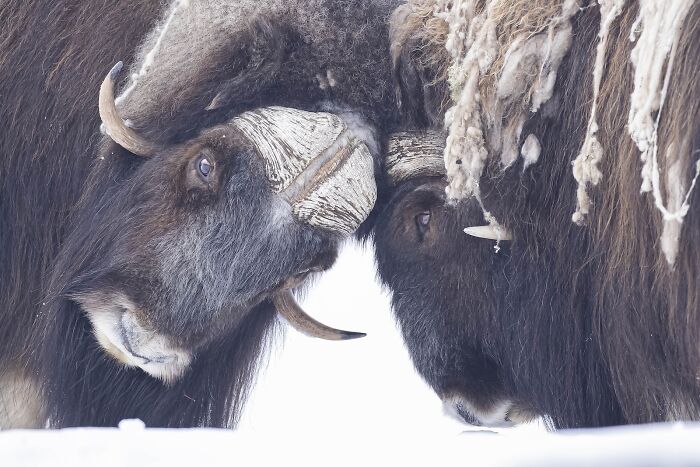 Snow Showdown: Musk Oxen Face-Off