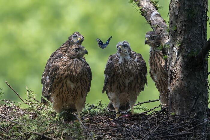 Baby Hawks and a Butterfly Guest