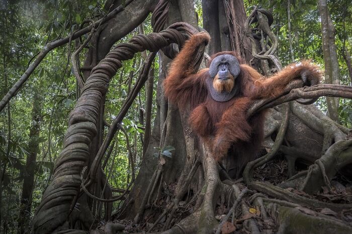 Sumatran Orangutan Lounging in Style