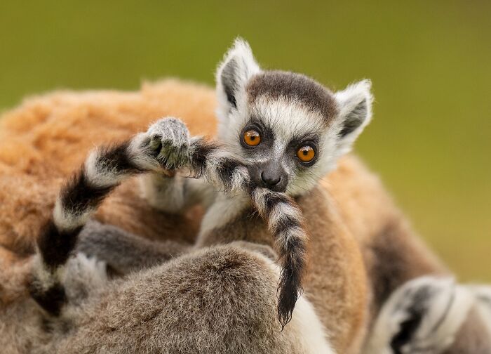Ring-Tailed Lemur Mischief Time