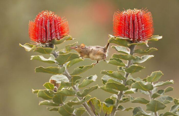 Honey Possum Flower Party
