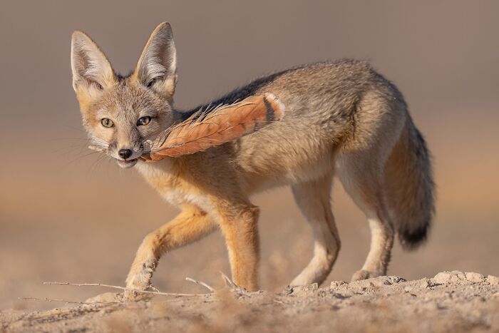 Desert Kit Fox Pup: Feathered Friend