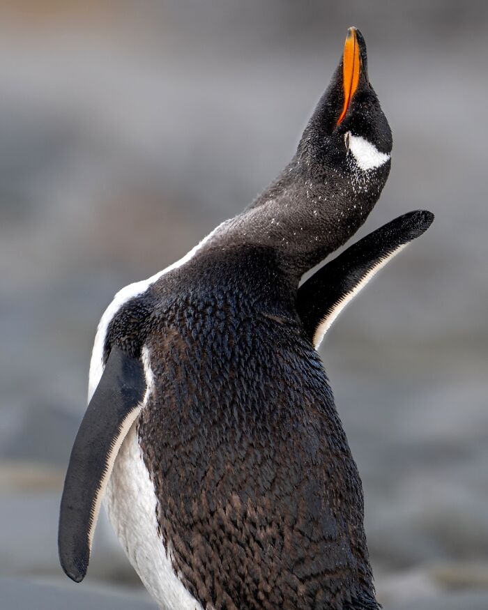 Gentoo Penguin Diva Moment