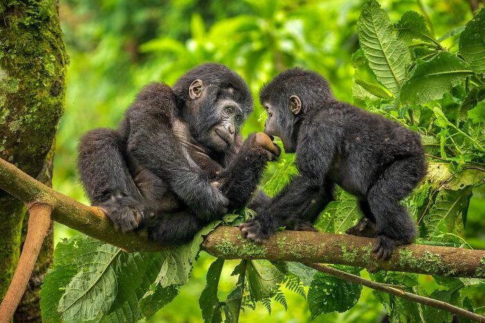 Mountain Gorillas: The Classic Sibling Squabble