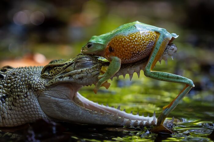 Young Wildlife Star: Crocodile & Frog Unexpected Buddies