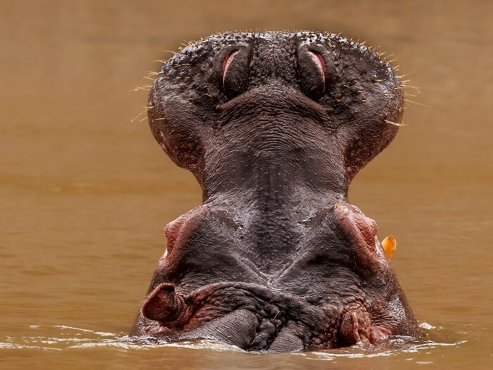 Hippo Power Pose