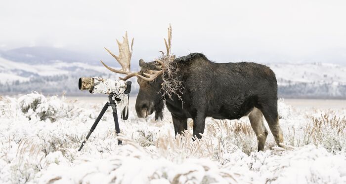 Bull Moose Meets Camera Gear: Wildlife LOL