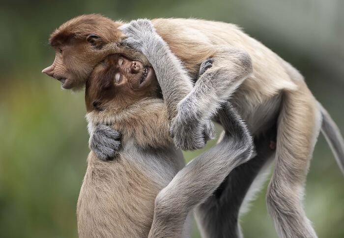 Monkey Hugs After a Squabble