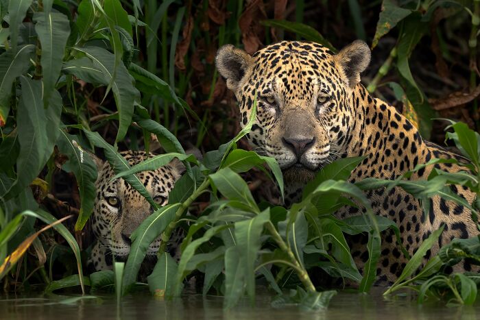 Wildlife Gold: Jaguar Bros Hanging Out